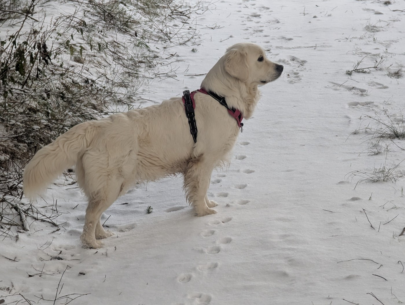 DANS LA NEIGE