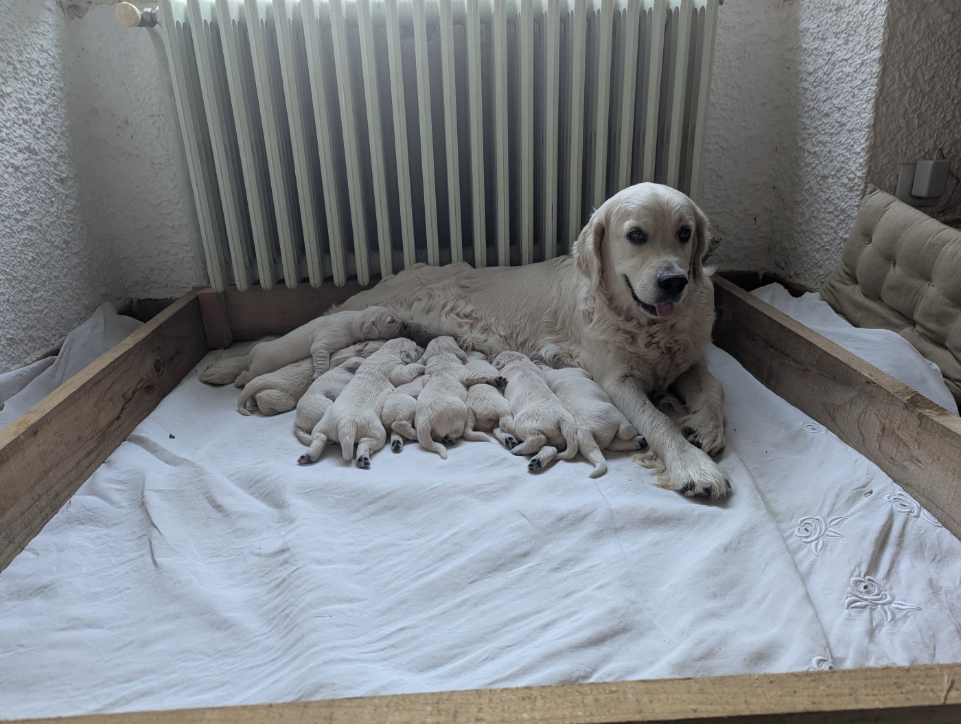 Chiot Golden Retriever Michael Potillon