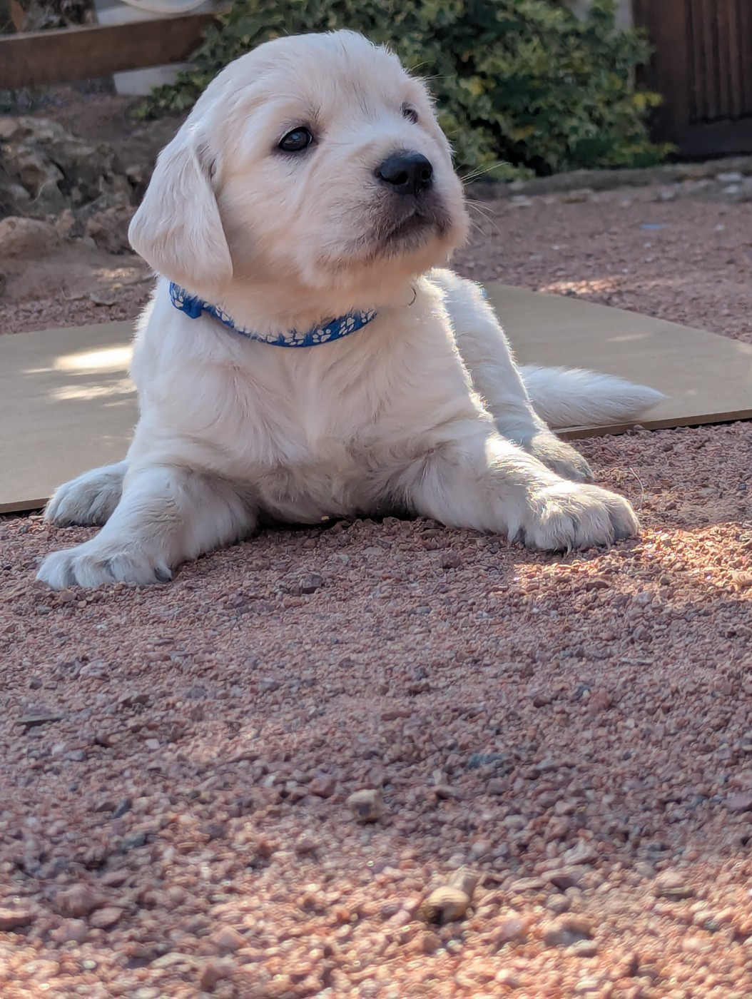 Michael Potillon - Chiots disponibles - Golden Retriever