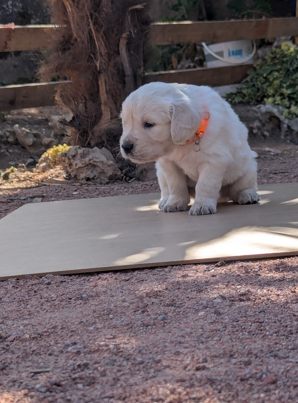 Michael Potillon - Chiots disponibles - Golden Retriever