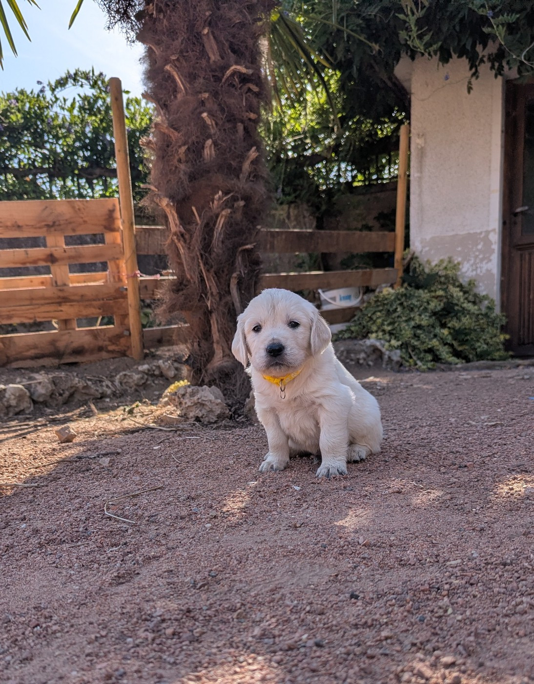 Michael Potillon - Chiots disponibles - Golden Retriever