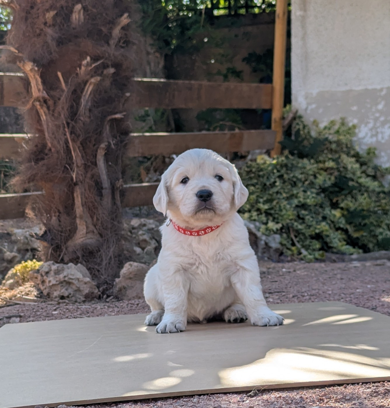 Michael Potillon - Chiots disponibles - Golden Retriever