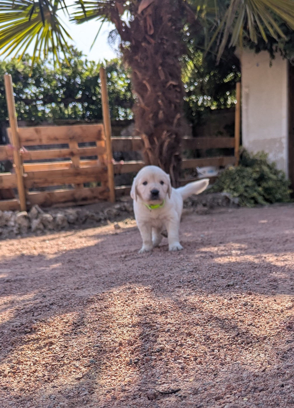 Michael Potillon - Chiots disponibles - Golden Retriever
